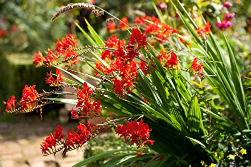 10 Red Crocosmia Lucifer Bulb Large Size, Crocosmia Corms for Planting Ornaments Perennial Garden to Grow Pots