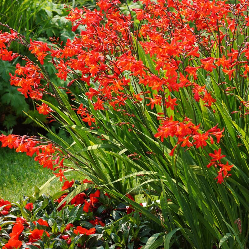 10 Red Crocosmia Lucifer Bulb Large Size, Crocosmia Corms for Planting Ornaments Perennial Garden to Grow Pots