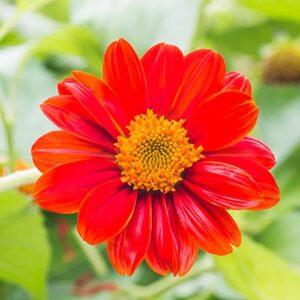 outsidepride tithonia speciosa red mexican sunflower garden cut flowers – 2000 seeds