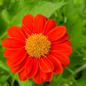 Outsidepride Tithonia Speciosa Red Mexican Sunflower Garden Cut Flowers - 2000 Seeds