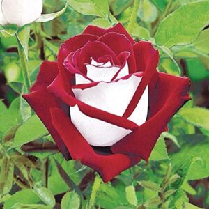 CHUXAY GARDEN Hybrid Tea Rose-Osiria Rose 20 Seeds Garden Dragon Roses Fresh Exotic Blood Red and White Rose Flower Seeds Striking Landscaping Plant