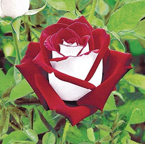 CHUXAY GARDEN Hybrid Tea Rose-Osiria Rose 20 Seeds Garden Dragon Roses Fresh Exotic Blood Red and White Rose Flower Seeds Striking Landscaping Plant