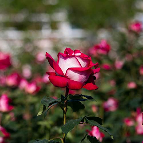 CHUXAY GARDEN Hybrid Tea Rose-Osiria Rose 20 Seeds Garden Dragon Roses Fresh Exotic Blood Red and White Rose Flower Seeds Striking Landscaping Plant