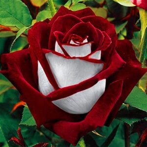 CHUXAY GARDEN Hybrid Tea Rose-Osiria Rose 20 Seeds Garden Dragon Roses Fresh Exotic Blood Red and White Rose Flower Seeds Striking Landscaping Plant