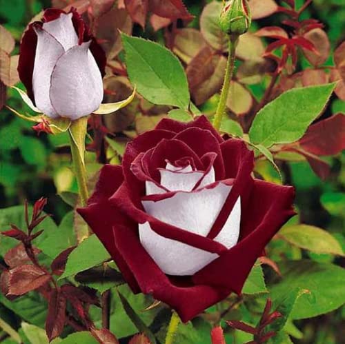 CHUXAY GARDEN Hybrid Tea Rose-Osiria Rose 20 Seeds Garden Dragon Roses Fresh Exotic Blood Red and White Rose Flower Seeds Striking Landscaping Plant