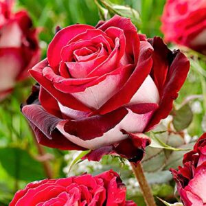 CHUXAY GARDEN Hybrid Tea Rose-Osiria Rose 20 Seeds Garden Dragon Roses Fresh Exotic Blood Red and White Rose Flower Seeds Striking Landscaping Plant