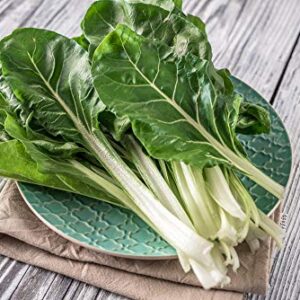 Silver Ice Swiss Chard, 300 Heirloom Seeds Per Packet, (Isla's Garden Seeds), Non GMO Seeds, Botanical Name: Beta vulgaris VAR. cicla