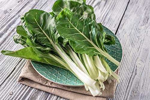 Silver Ice Swiss Chard, 300 Heirloom Seeds Per Packet, (Isla's Garden Seeds), Non GMO Seeds, Botanical Name: Beta vulgaris VAR. cicla