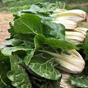 Silver Ice Swiss Chard, 300 Heirloom Seeds Per Packet, (Isla's Garden Seeds), Non GMO Seeds, Botanical Name: Beta vulgaris VAR. cicla