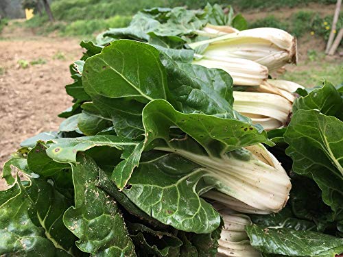 Silver Ice Swiss Chard, 300 Heirloom Seeds Per Packet, (Isla's Garden Seeds), Non GMO Seeds, Botanical Name: Beta vulgaris VAR. cicla