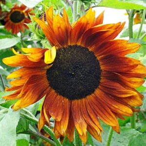 david’s garden seeds sunflower tall branching stem crimson queen 9328 (orange) 50 non-gmo, heirloom seeds