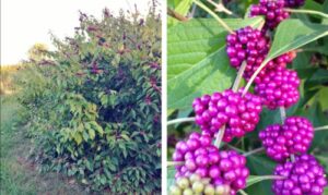 200 american beautyberry seeds for growing planting growing outdoor indoor perennial ornaments can grow pots gift garden