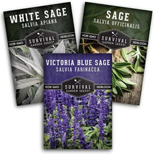 survival garden seeds sage collection seed vault – white sage (salvia apiana), culinary sage (salvia officinalis) & victoria blue sage – (salvia farinacea) non-gmo heirloom varieties for your garden