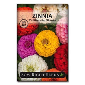 sow right seeds california giant zinnia seeds – full instructions for planting, beautiful to plant in your flower garden; non-gmo heirloom seeds; wonderful gardening gifts (1)