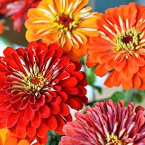 Sow Right Seeds California Giant Zinnia Seeds - Full Instructions for Planting, Beautiful to Plant in Your Flower Garden; Non-GMO Heirloom Seeds; Wonderful Gardening Gifts (1)