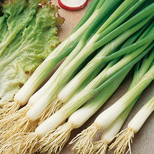 CHUXAY GARDEN 1200 Seeds White Lisbon Salad Onion, Spring Onions,Bunching Onions Sweet Mild Flavor Vegetable Can Make Delicious Food Great for Houseplant