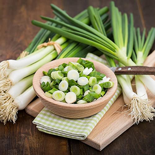 CHUXAY GARDEN 1200 Seeds White Lisbon Salad Onion, Spring Onions,Bunching Onions Sweet Mild Flavor Vegetable Can Make Delicious Food Great for Houseplant