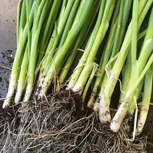 CHUXAY GARDEN 1200 Seeds White Lisbon Salad Onion, Spring Onions,Bunching Onions Sweet Mild Flavor Vegetable Can Make Delicious Food Great for Houseplant