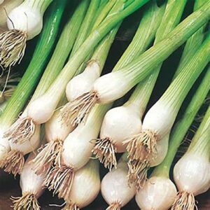 CHUXAY GARDEN 1200 Seeds White Lisbon Salad Onion, Spring Onions,Bunching Onions Sweet Mild Flavor Vegetable Can Make Delicious Food Great for Houseplant