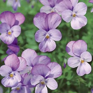 100+ Mixed Viola Pansy Mars Helen Seeds Blue Flower Perennial Garden