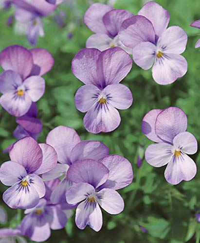 100+ Mixed Viola Pansy Mars Helen Seeds Blue Flower Perennial Garden