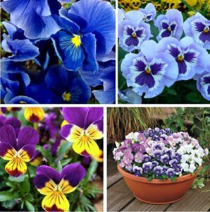 100+ mixed viola pansy mars helen seeds blue flower perennial garden