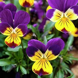 100+ Mixed Viola Pansy Mars Helen Seeds Blue Flower Perennial Garden