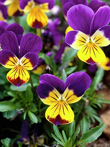 100+ Mixed Viola Pansy Mars Helen Seeds Blue Flower Perennial Garden