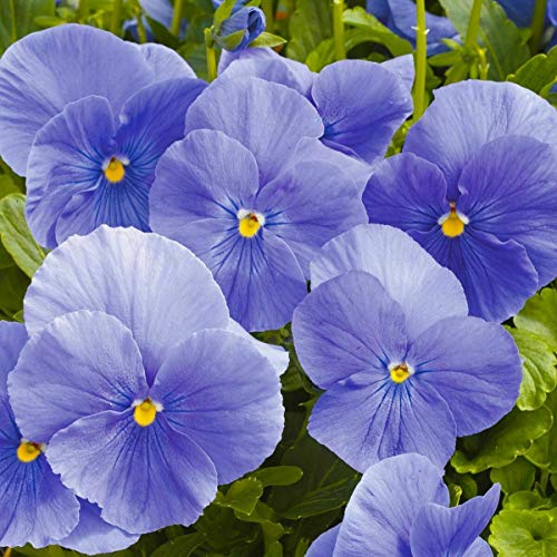 100+ Mixed Viola Pansy Mars Helen Seeds Blue Flower Perennial Garden