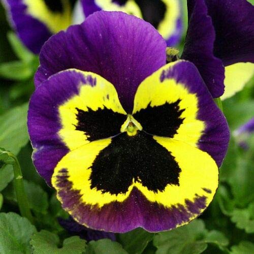 100+ Mixed Viola Pansy Mars Helen Seeds Blue Flower Perennial Garden