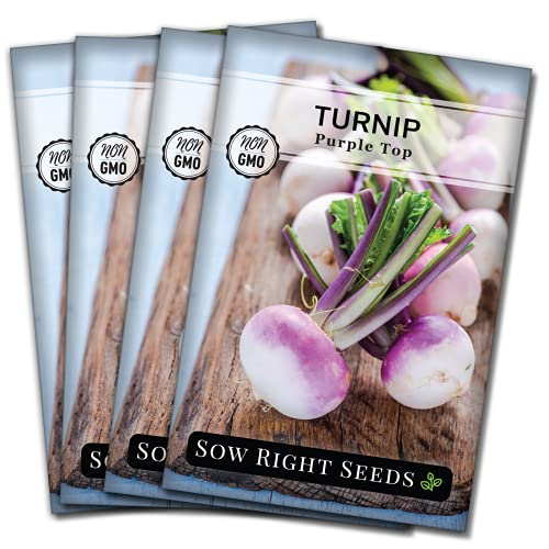 Sow Right Seeds - Purple Top White Globe Turnip Seed for Planting - Non-GMO Heirloom Packet with Instructions to Plant a Home Vegetable Garden (4)