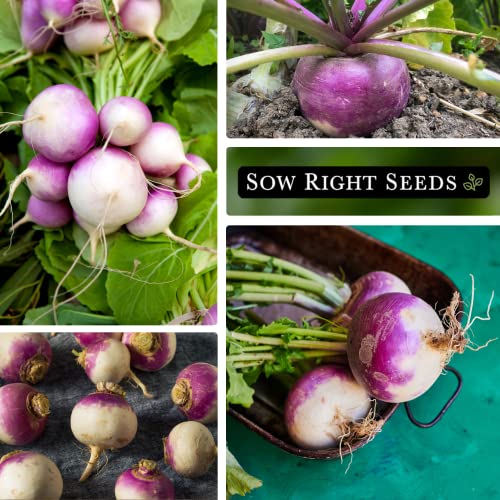 Sow Right Seeds - Purple Top White Globe Turnip Seed for Planting - Non-GMO Heirloom Packet with Instructions to Plant a Home Vegetable Garden (4)