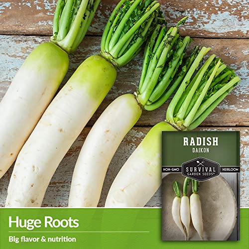 Survival Garden Seeds - Daikon Radish Seed for Planting - Packet with Instructions to Plant and Grow Japanese Radish Vegetables in Your Home Vegetable Garden - Non-GMO Heirloom Variety