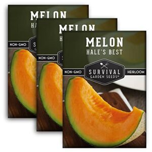 survival garden seeds – hale’s best melon seed for planting – grow juicy cantaloupe for eating – 3 packs with instructions to plant in your home vegetable garden – non-gmo heirloom variety