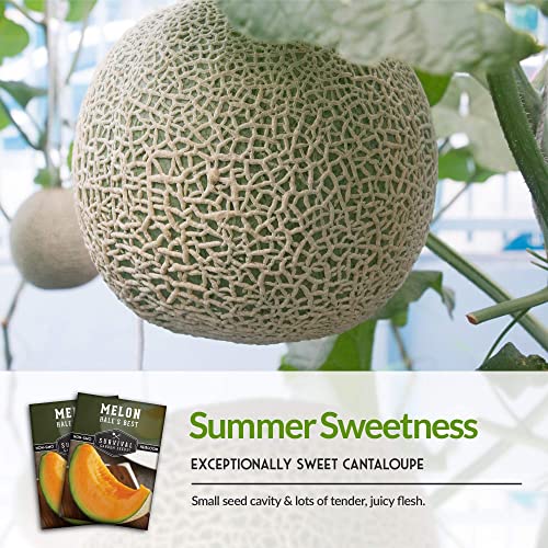 Survival Garden Seeds - Hale's Best Melon Seed for Planting - Grow Juicy Cantaloupe for Eating - 3 Packs with Instructions to Plant in Your Home Vegetable Garden - Non-GMO Heirloom Variety