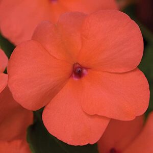 Outsidepride Impatiens Xtreme Salmon Shade Garden Flower Plants for Pots, Hanging Baskets, Containers, Window Boxes - 75 Seeds