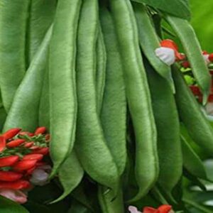 Scarlet Runner Pole Bean Seeds for Planting, 25+ Heirloom Seeds Per Packet, (Isla's Garden Seeds), Non GMO Seeds, Botanical Name: Phaseolus coccineus, Great Home Garden Gift