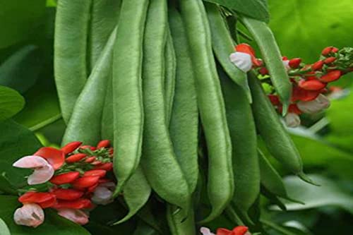 Scarlet Runner Pole Bean Seeds for Planting, 25+ Heirloom Seeds Per Packet, (Isla's Garden Seeds), Non GMO Seeds, Botanical Name: Phaseolus coccineus, Great Home Garden Gift