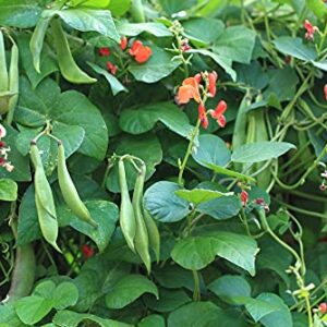 Scarlet Runner Pole Bean Seeds for Planting, 25+ Heirloom Seeds Per Packet, (Isla's Garden Seeds), Non GMO Seeds, Botanical Name: Phaseolus coccineus, Great Home Garden Gift