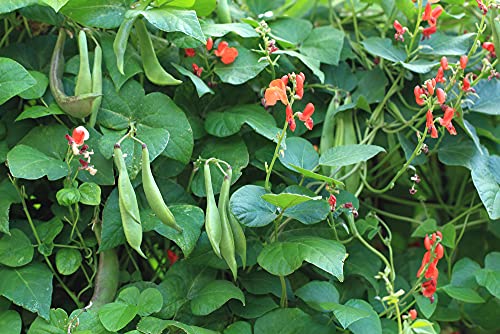 Scarlet Runner Pole Bean Seeds for Planting, 25+ Heirloom Seeds Per Packet, (Isla's Garden Seeds), Non GMO Seeds, Botanical Name: Phaseolus coccineus, Great Home Garden Gift