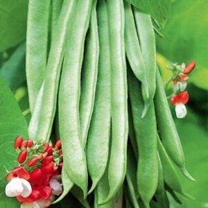 Scarlet Runner Pole Bean Seeds for Planting, 25+ Heirloom Seeds Per Packet, (Isla's Garden Seeds), Non GMO Seeds, Botanical Name: Phaseolus coccineus, Great Home Garden Gift