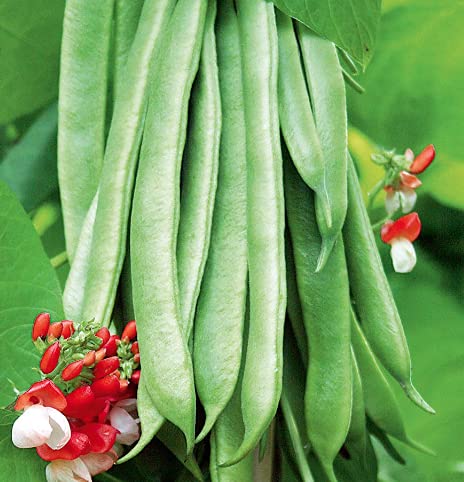 Scarlet Runner Pole Bean Seeds for Planting, 25+ Heirloom Seeds Per Packet, (Isla's Garden Seeds), Non GMO Seeds, Botanical Name: Phaseolus coccineus, Great Home Garden Gift