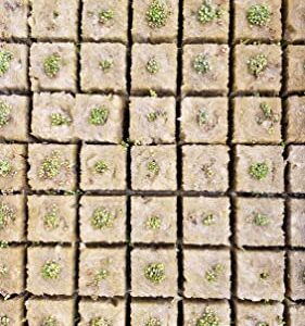 Garden Rockwool Grow Cubes Starter Plugs,for Soilless Culture, Seed Starter, Ideal Hydroponic Grow Media (1.5in-49pcs)