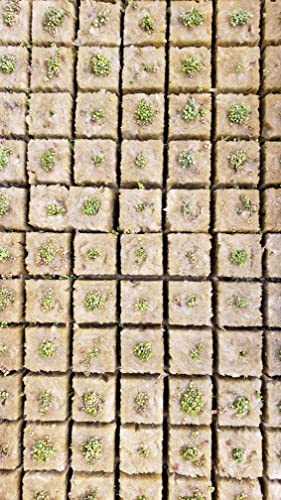 Garden Rockwool Grow Cubes Starter Plugs,for Soilless Culture, Seed Starter, Ideal Hydroponic Grow Media (1.5in-49pcs)