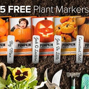 Pumpkin Seeds to Plant - 5 Variety Baby Boo, Giant Big Max, Jack Be Little, Jack O Lantern, Sugar Pie, Great for Pumpkin Seed for Summer, Fall, Pumpkin Seeds for Planting by Gardeners Basics