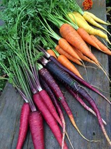 rainbow carrot seeds – a delicacy prised by gourmet restaurants – 900 seeds