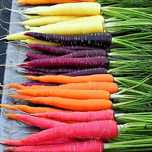 Rainbow Carrot Seeds - A Delicacy Prised by Gourmet Restaurants - 900 Seeds