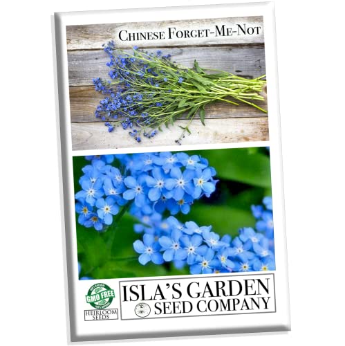 Chinese Forget-Me-Not Flower Seeds, 300+ Heirloom FlowerSeeds Per Packet, (Isla's Garden Seeds), Non GMO & Heirloom Seeds, Scientific Name: Cynoglossum Amabile