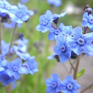 Chinese Forget-Me-Not Flower Seeds, 300+ Heirloom FlowerSeeds Per Packet, (Isla's Garden Seeds), Non GMO & Heirloom Seeds, Scientific Name: Cynoglossum Amabile
