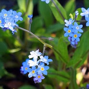 Chinese Forget-Me-Not Flower Seeds, 300+ Heirloom FlowerSeeds Per Packet, (Isla's Garden Seeds), Non GMO & Heirloom Seeds, Scientific Name: Cynoglossum Amabile